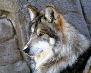 wolf_17_big